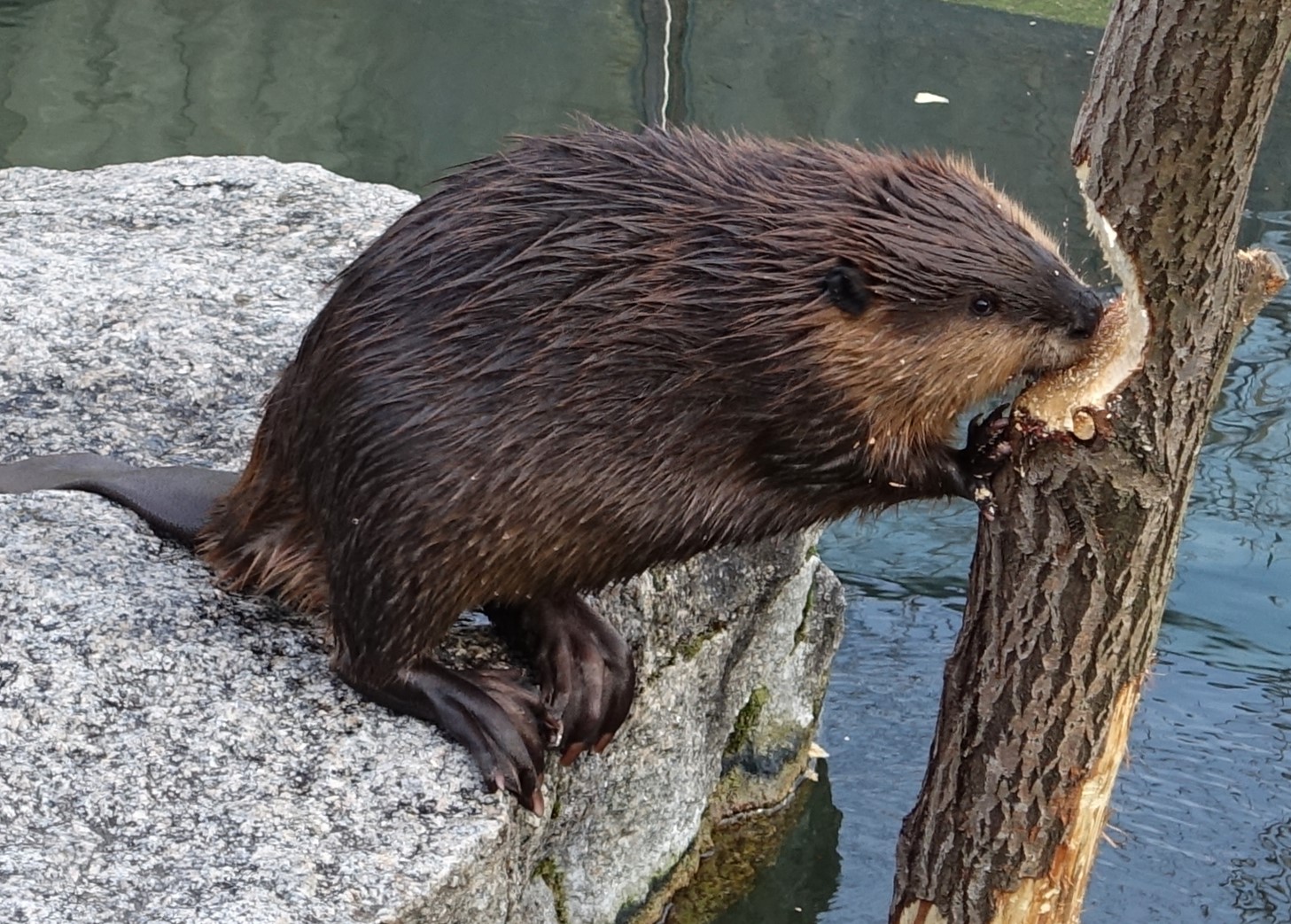 North American Beaver Chewing a Log